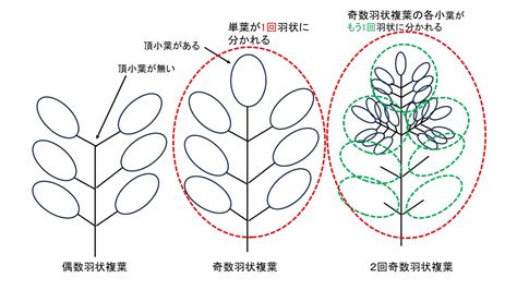 三出複葉植物|単葉と複葉